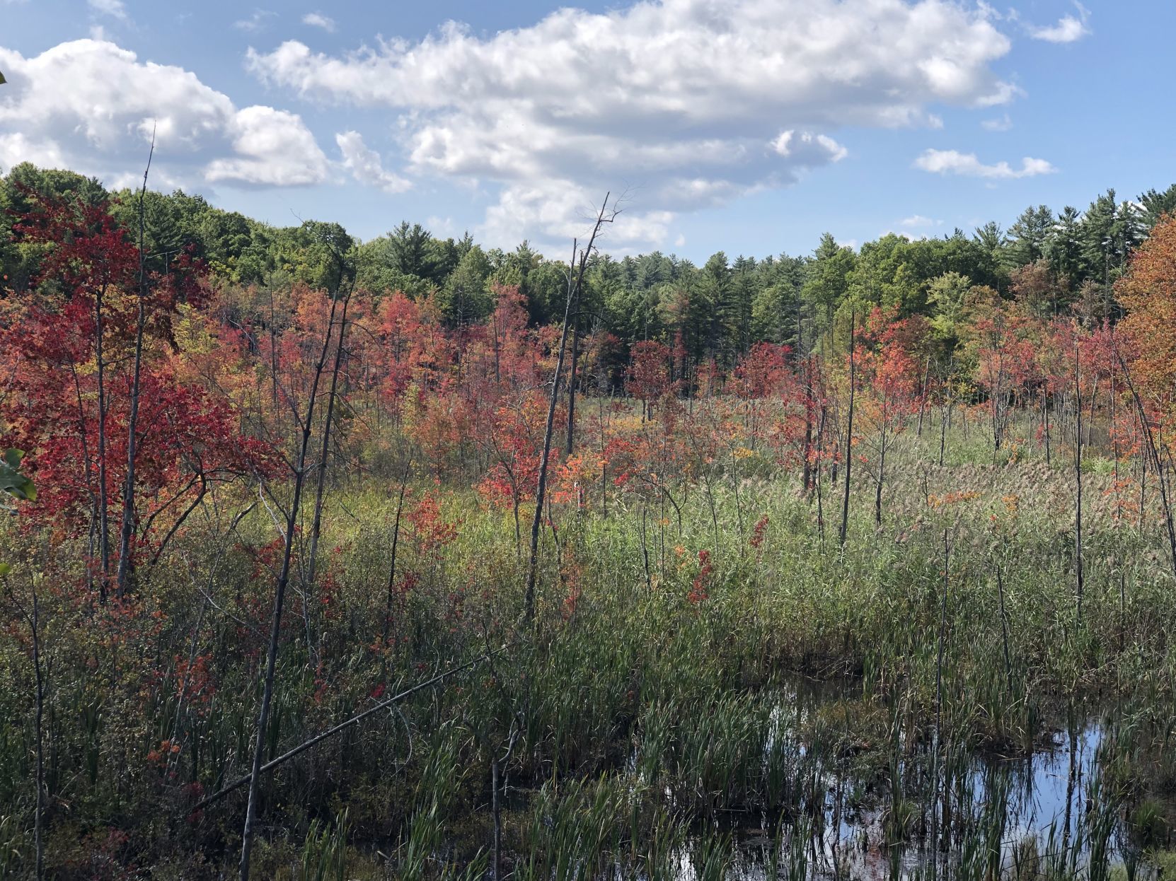 Red maples